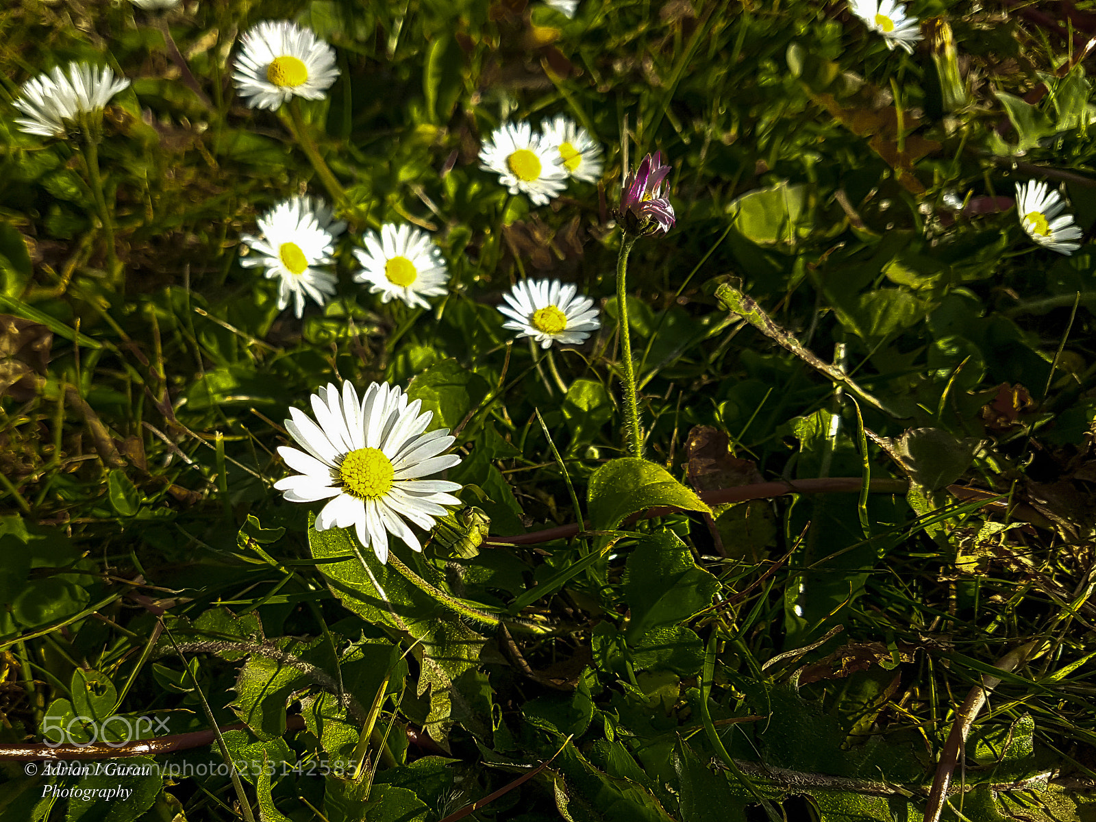 Samsung Galaxy S7 sample photo. Dandelion photography