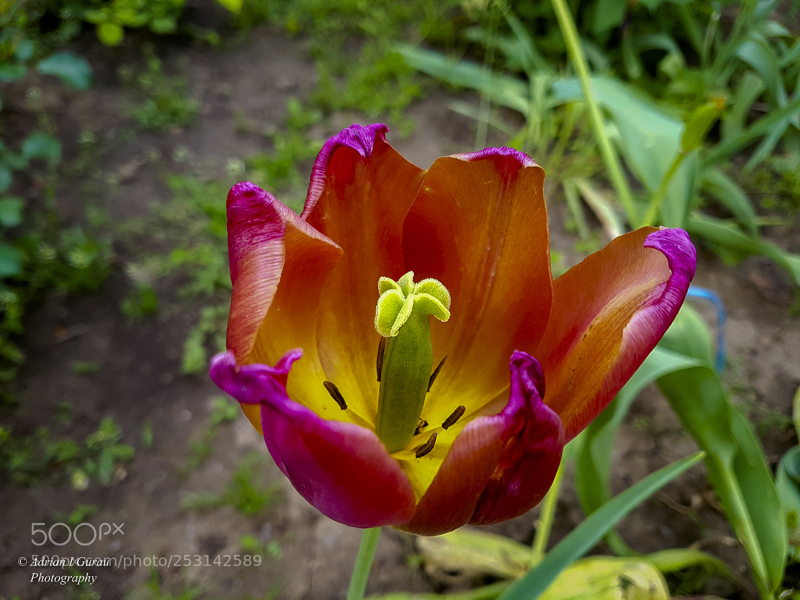 Samsung Galaxy S7 sample photo. Flower photography