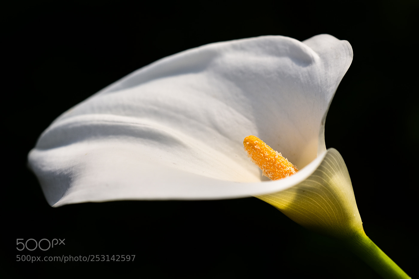 Nikon D7200 sample photo. 11.04.2018 - 4 photography