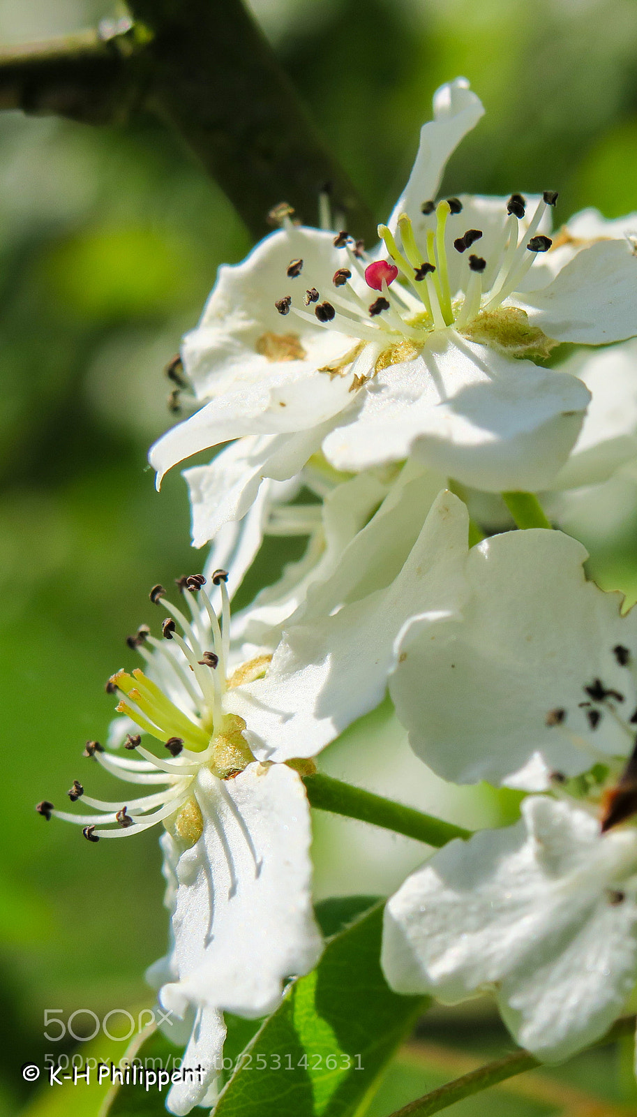 Canon PowerShot G3 X sample photo. Nordhessen germany , fruit photography