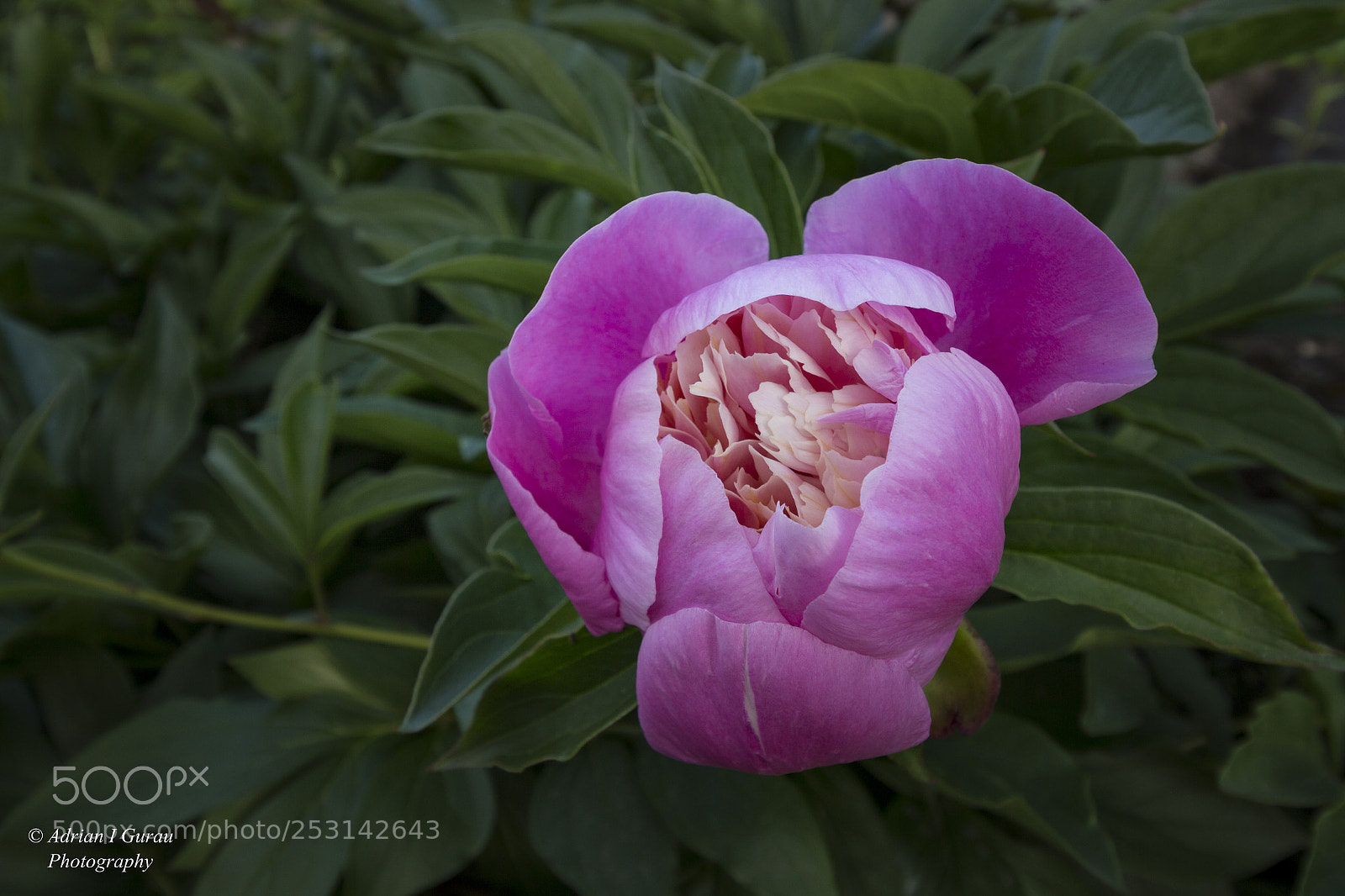 Canon EOS 700D (EOS Rebel T5i / EOS Kiss X7i) sample photo. Flower photography