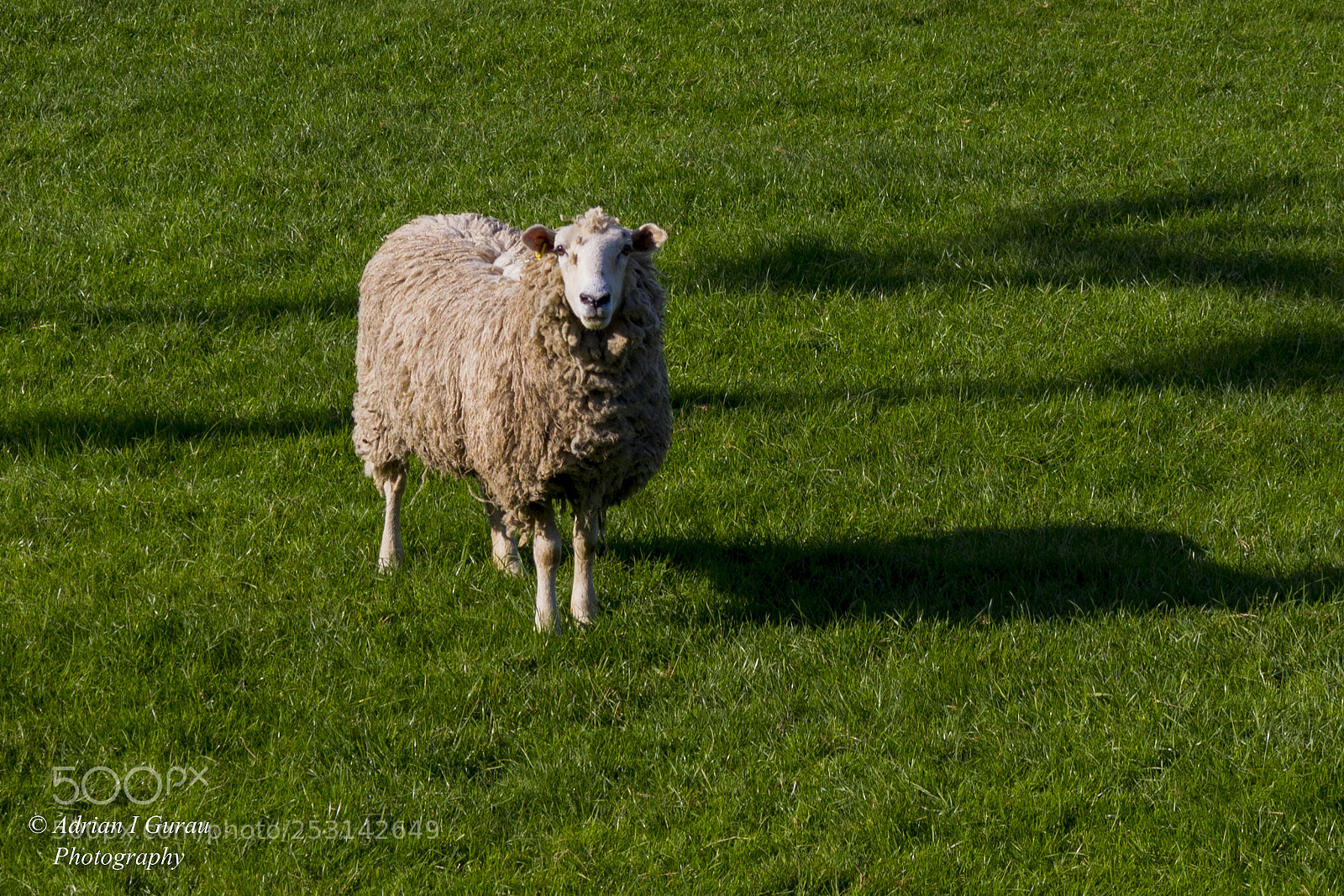 Canon EOS 700D (EOS Rebel T5i / EOS Kiss X7i) sample photo. Lost sheep photography