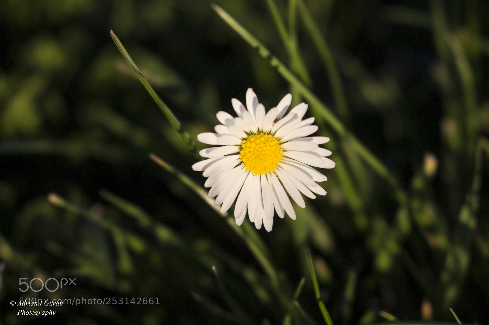 Canon EOS 700D (EOS Rebel T5i / EOS Kiss X7i) sample photo. Chamomile photography