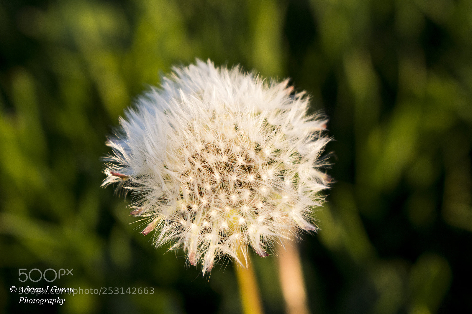 Canon EOS 700D (EOS Rebel T5i / EOS Kiss X7i) sample photo. Dandelion photography