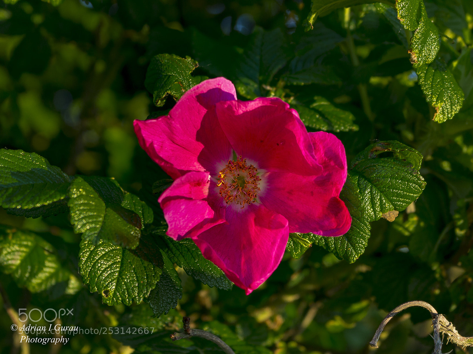 Canon EOS 700D (EOS Rebel T5i / EOS Kiss X7i) sample photo. Pinky photography