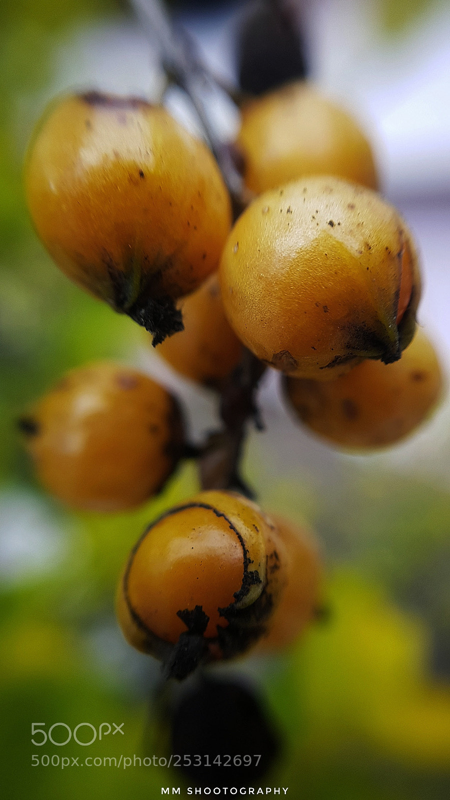 Samsung Galaxy S8+ sample photo. Fruits photography