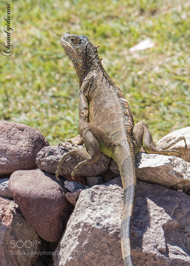 Fujifilm X-T2 sample photo. Sunbathing photography