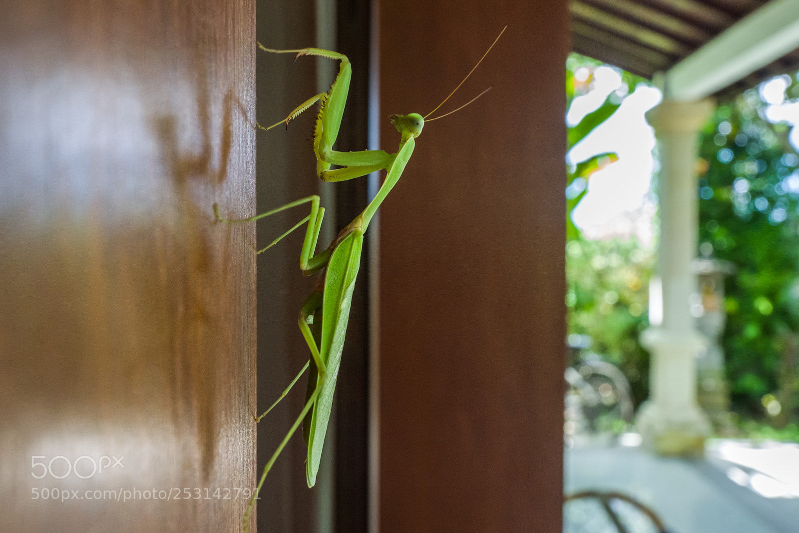 Leica Q (Typ 116) sample photo. Walking leaf on a photography