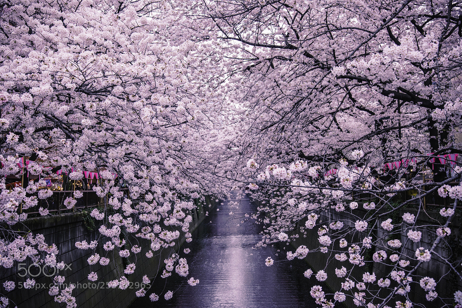 Nikon D3300 sample photo. Sakura photography