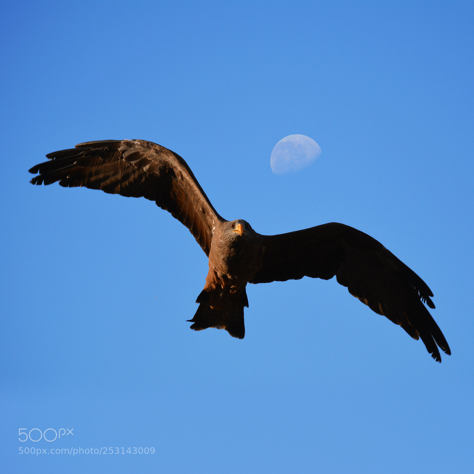 Nikon D5200 sample photo. Kite and moon photography