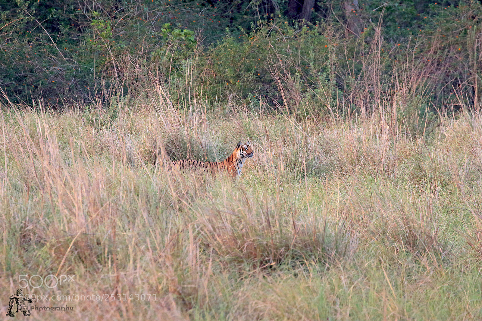 Canon EOS 7D Mark II sample photo. Tigress photography