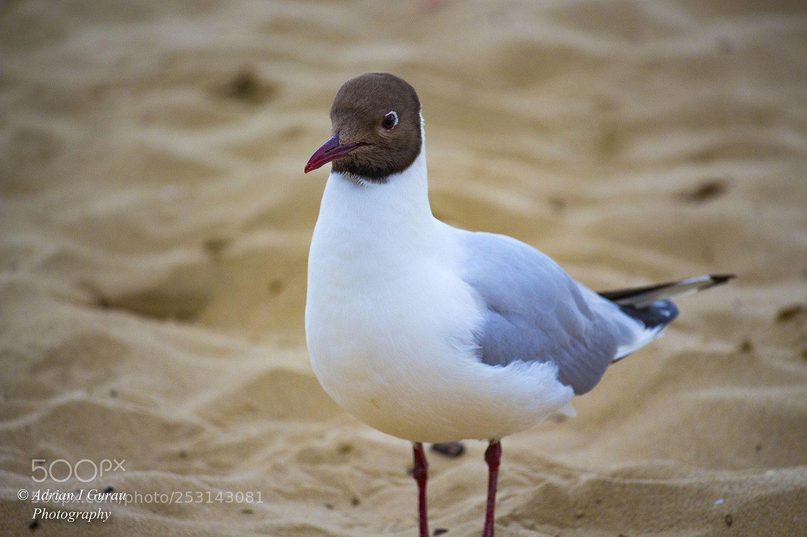 Canon EOS 700D (EOS Rebel T5i / EOS Kiss X7i) sample photo. Seagull photography