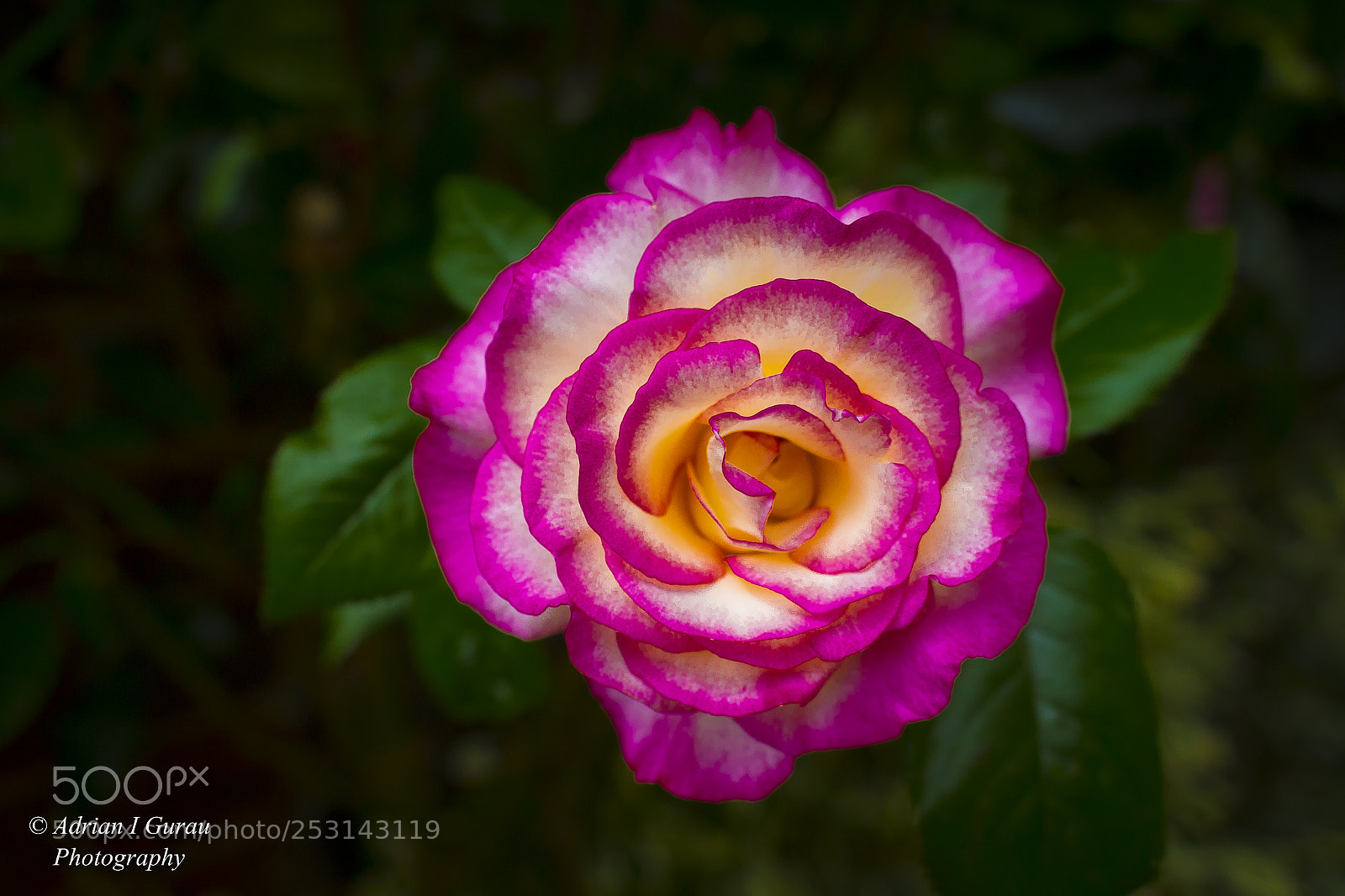 Canon EOS 700D (EOS Rebel T5i / EOS Kiss X7i) sample photo. Rose photography