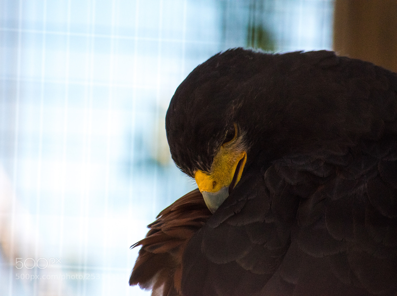 Nikon D5600 sample photo. Golden eagle photography