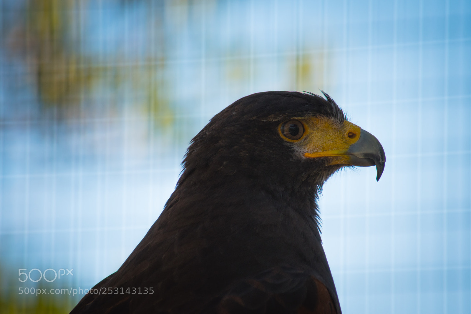 Nikon D5600 sample photo. Golden eagle photography