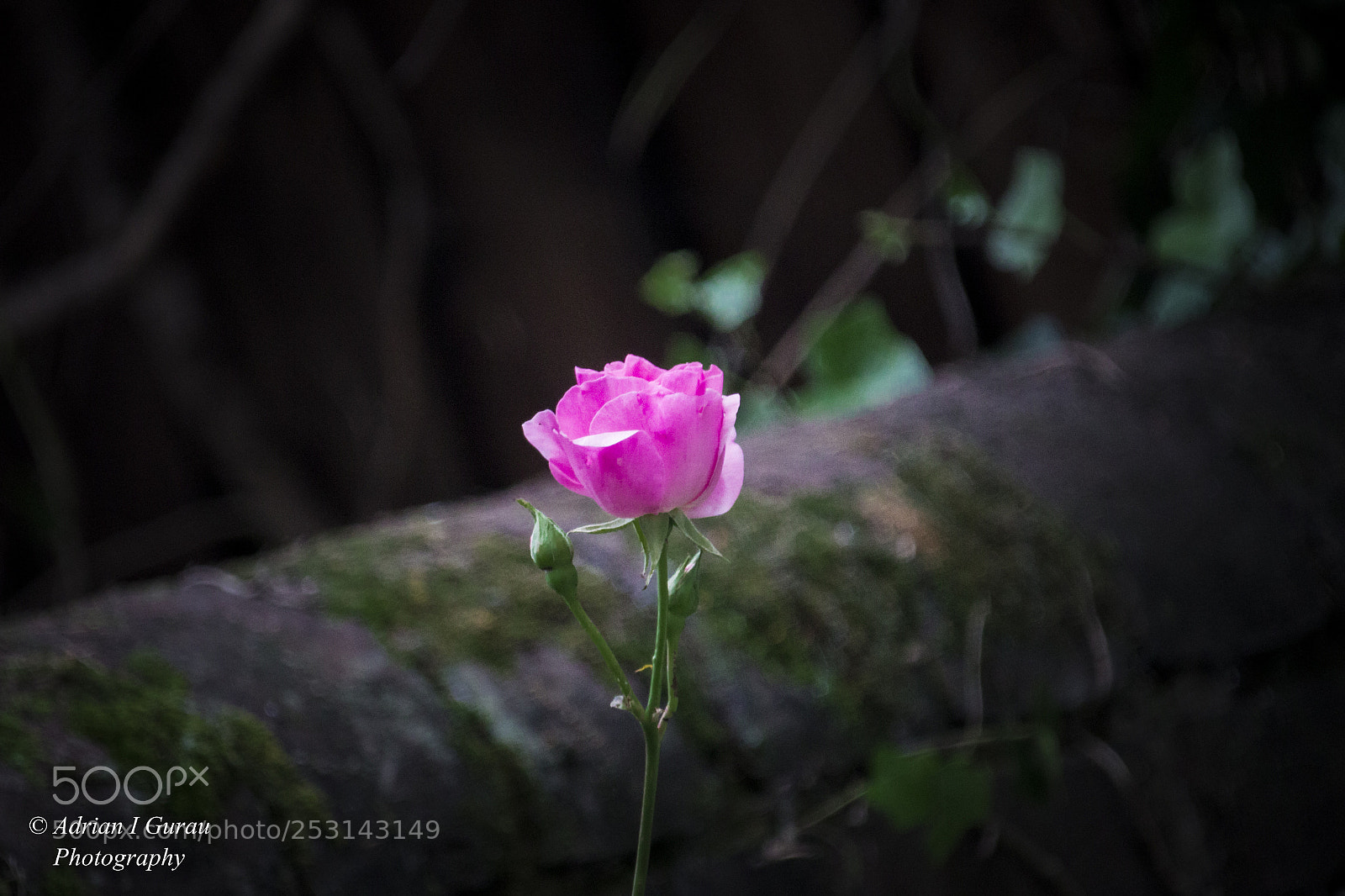 Canon EOS 700D (EOS Rebel T5i / EOS Kiss X7i) sample photo. Pink rose photography