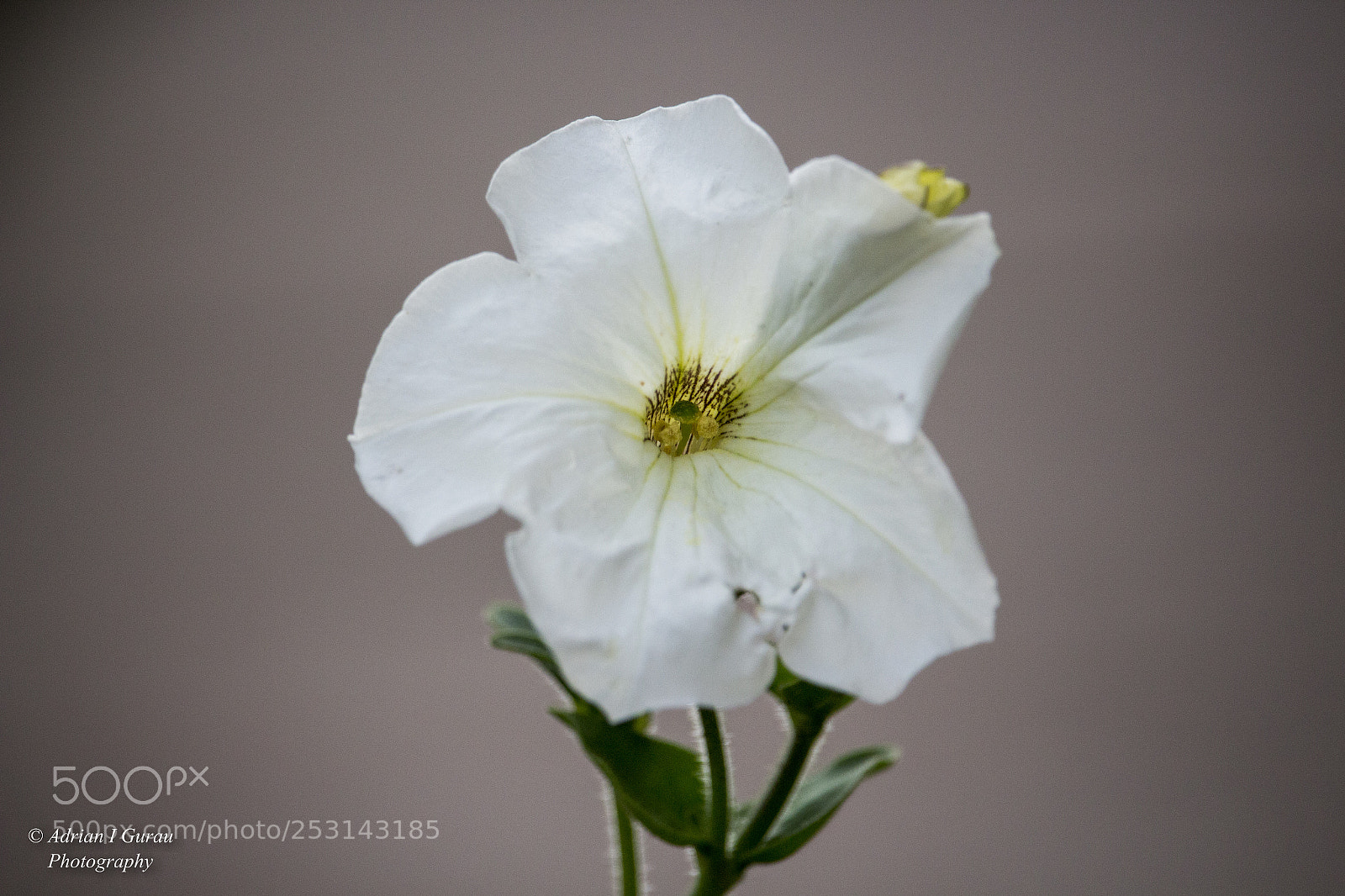 Canon EOS 700D (EOS Rebel T5i / EOS Kiss X7i) sample photo. Flower photography
