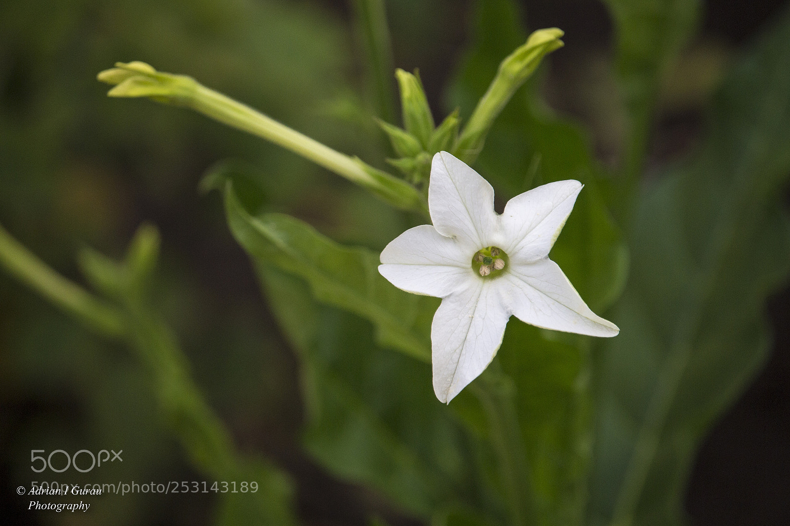 Canon EOS 700D (EOS Rebel T5i / EOS Kiss X7i) sample photo. Flower photography