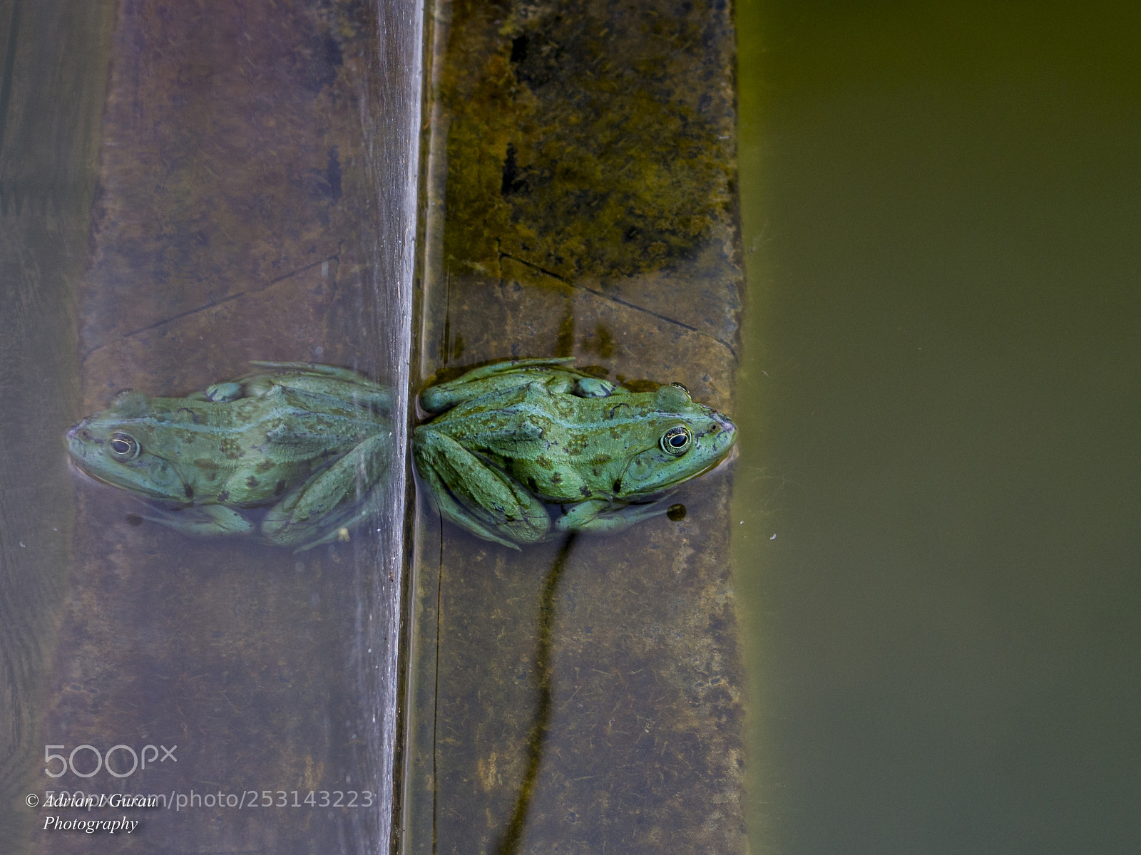Canon EOS 700D (EOS Rebel T5i / EOS Kiss X7i) sample photo. Frog photography
