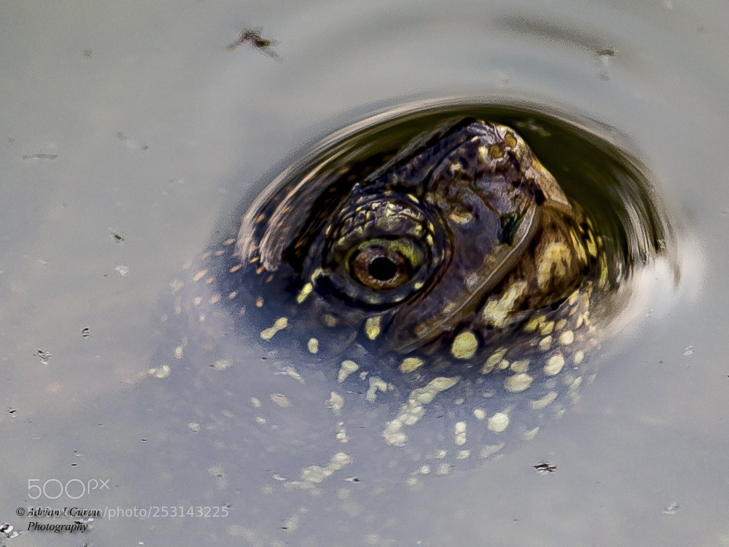 Canon EOS 700D (EOS Rebel T5i / EOS Kiss X7i) sample photo. Turtle photography