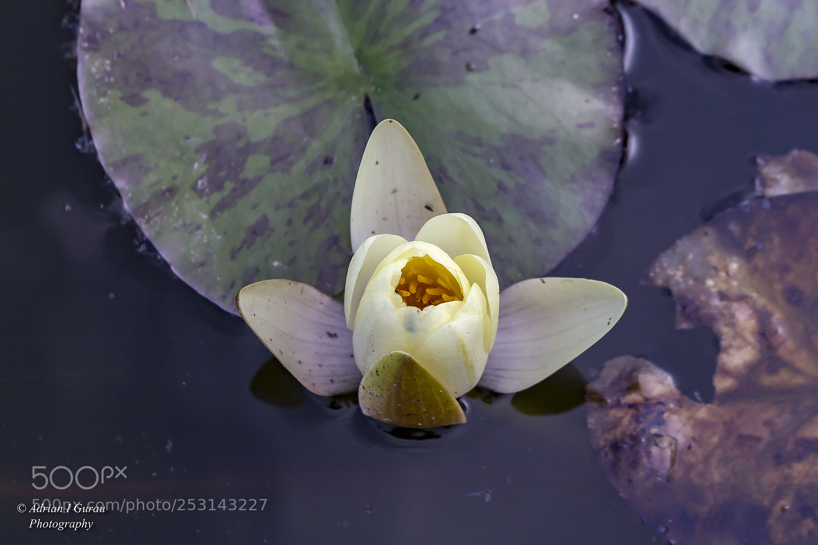 Canon EOS 700D (EOS Rebel T5i / EOS Kiss X7i) sample photo. Water lily photography