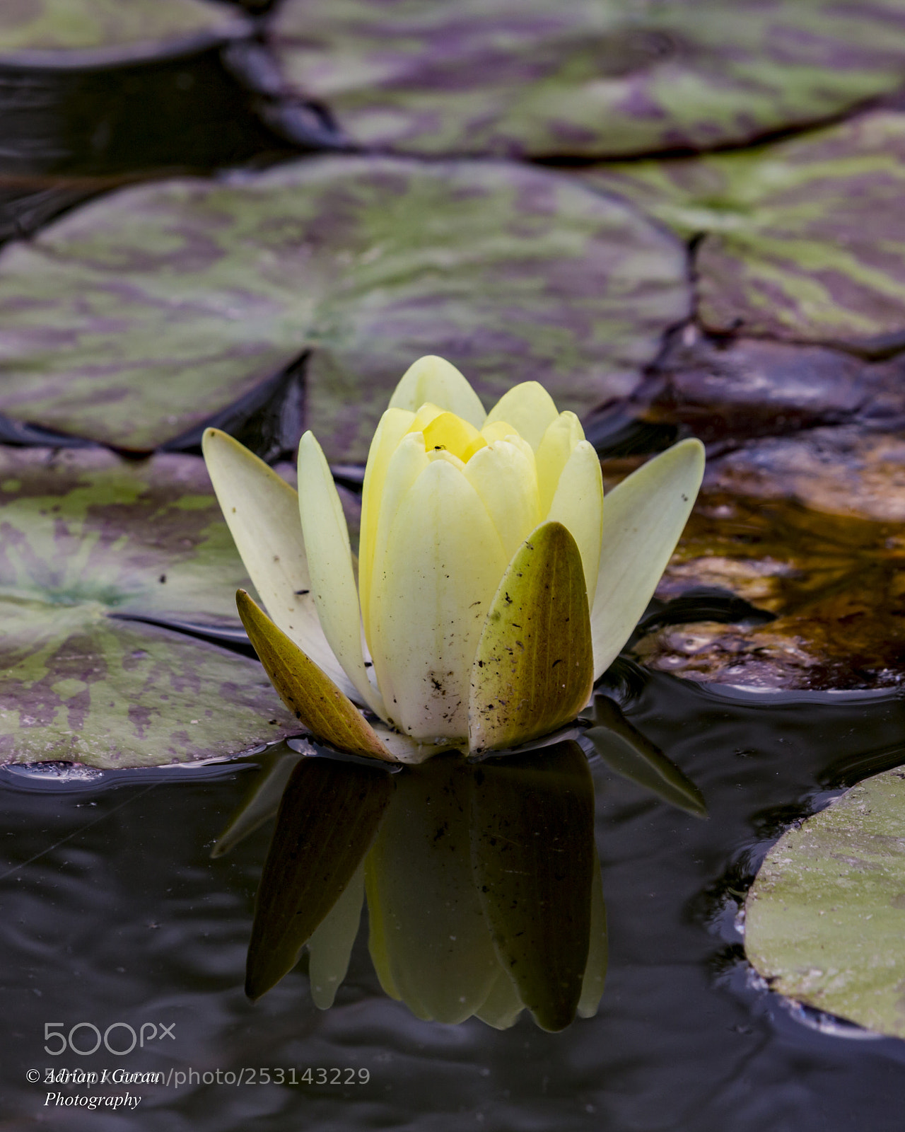 Canon EOS 700D (EOS Rebel T5i / EOS Kiss X7i) sample photo. Water lily photography