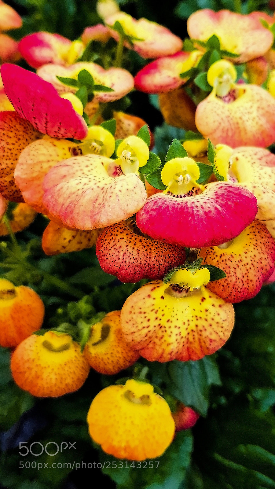 Samsung Galaxy S8 sample photo. A flower in many photography