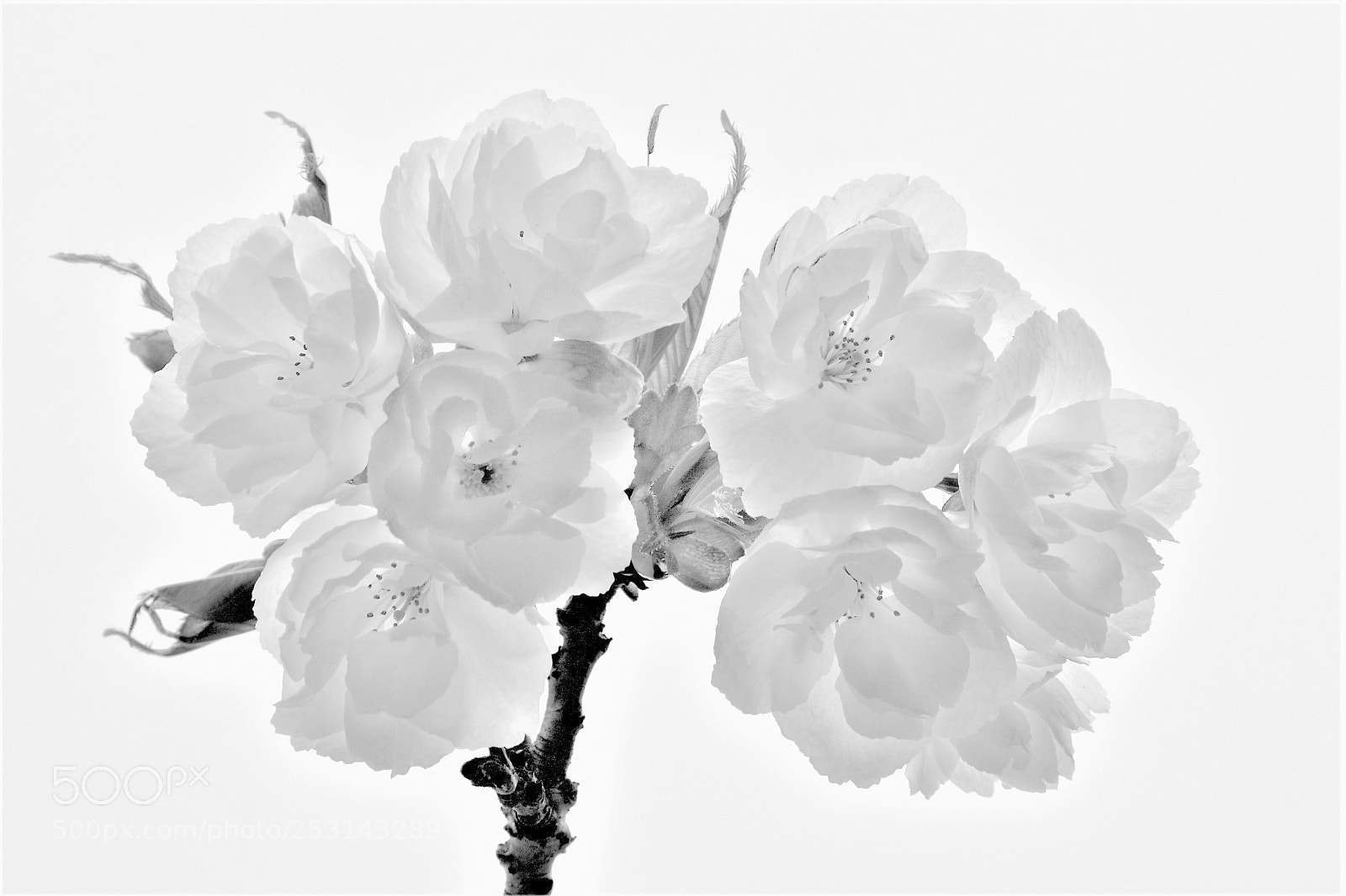 Canon EOS 60D sample photo. Pure -- 纯洁 photography