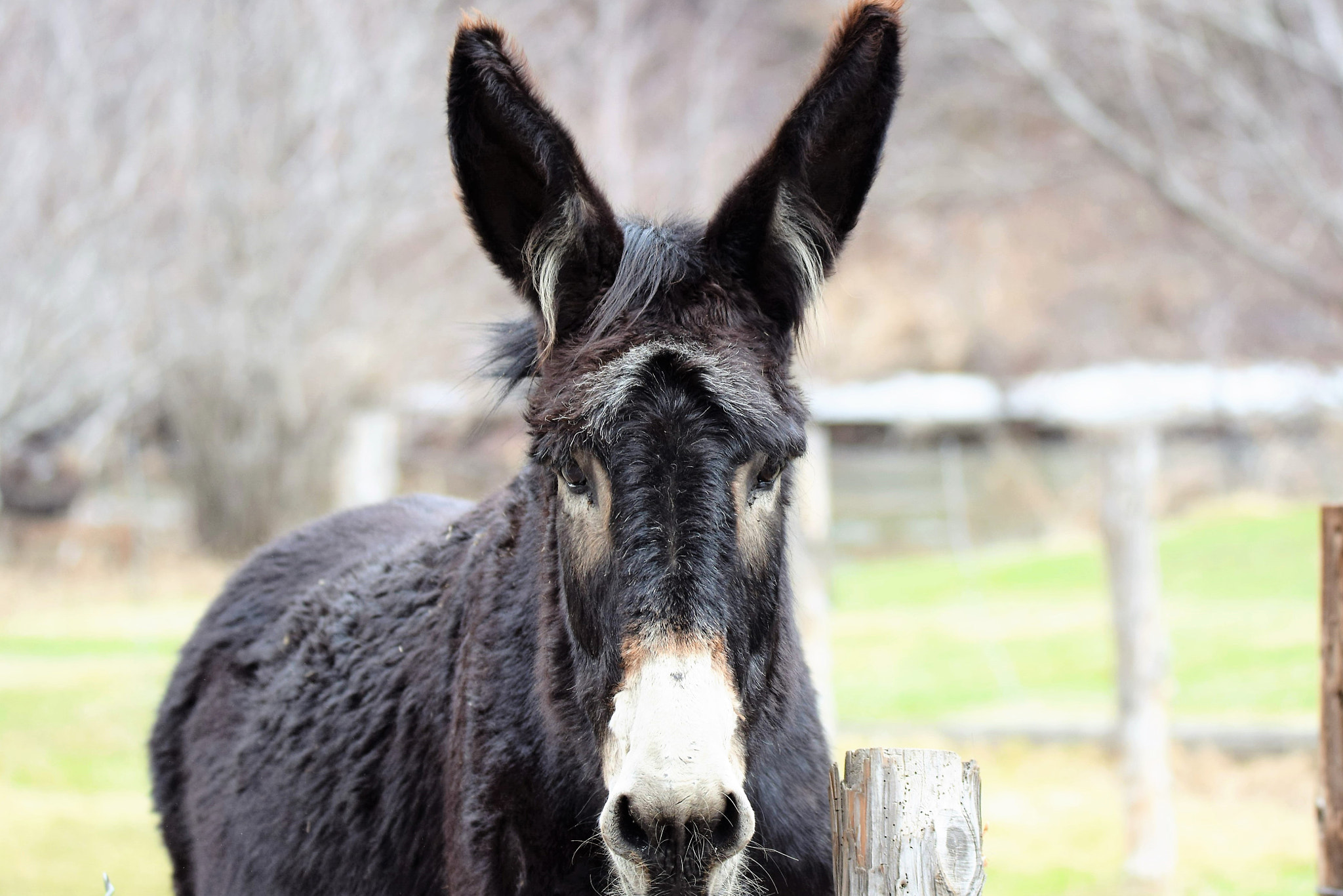 Nikon D3300 sample photo. Are you look'n at me *;) photography