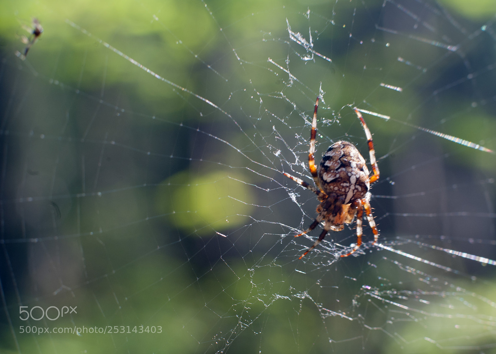 Nikon D700 sample photo. Untitled photography