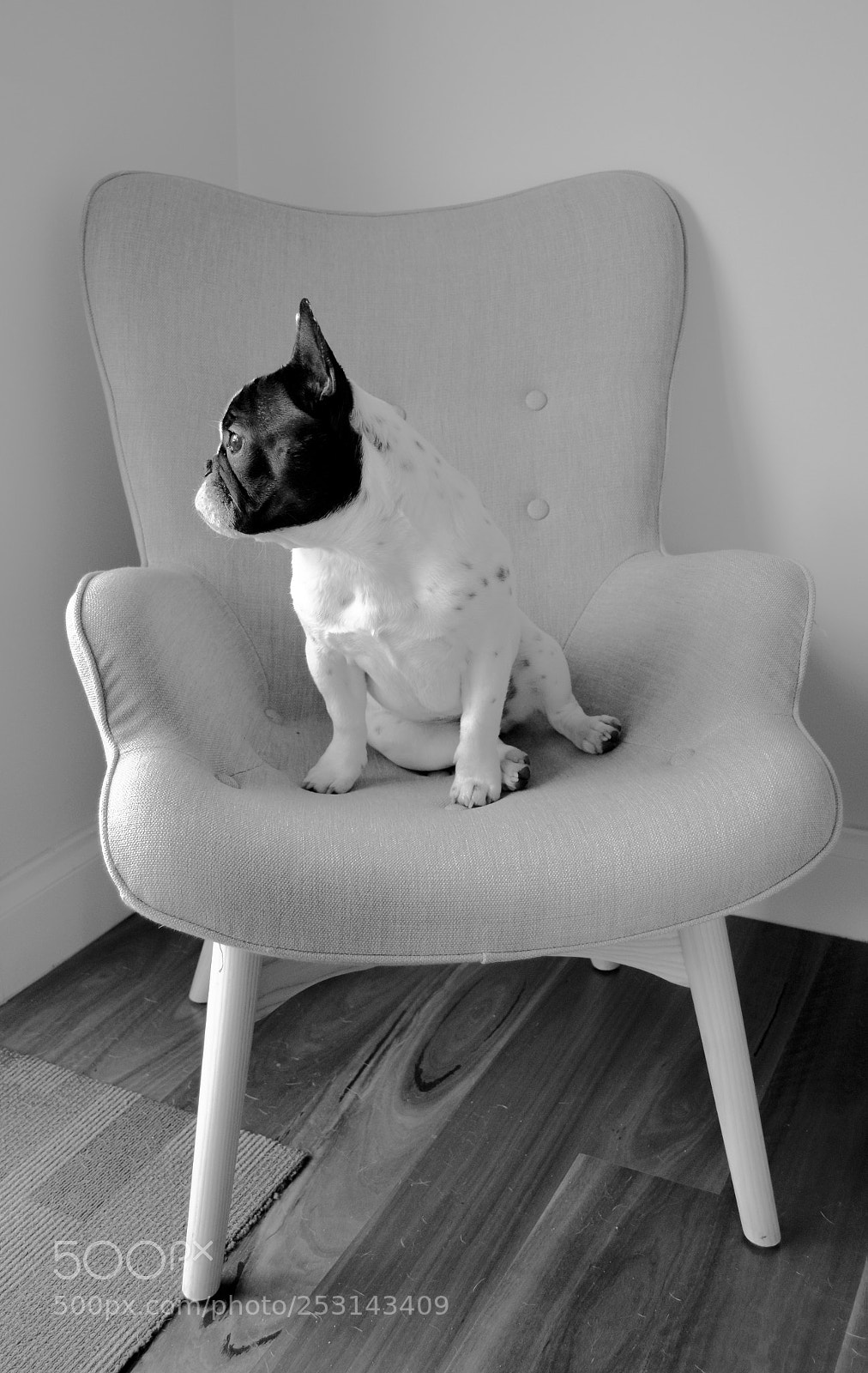 Nikon D5200 sample photo. French bulldong on an photography