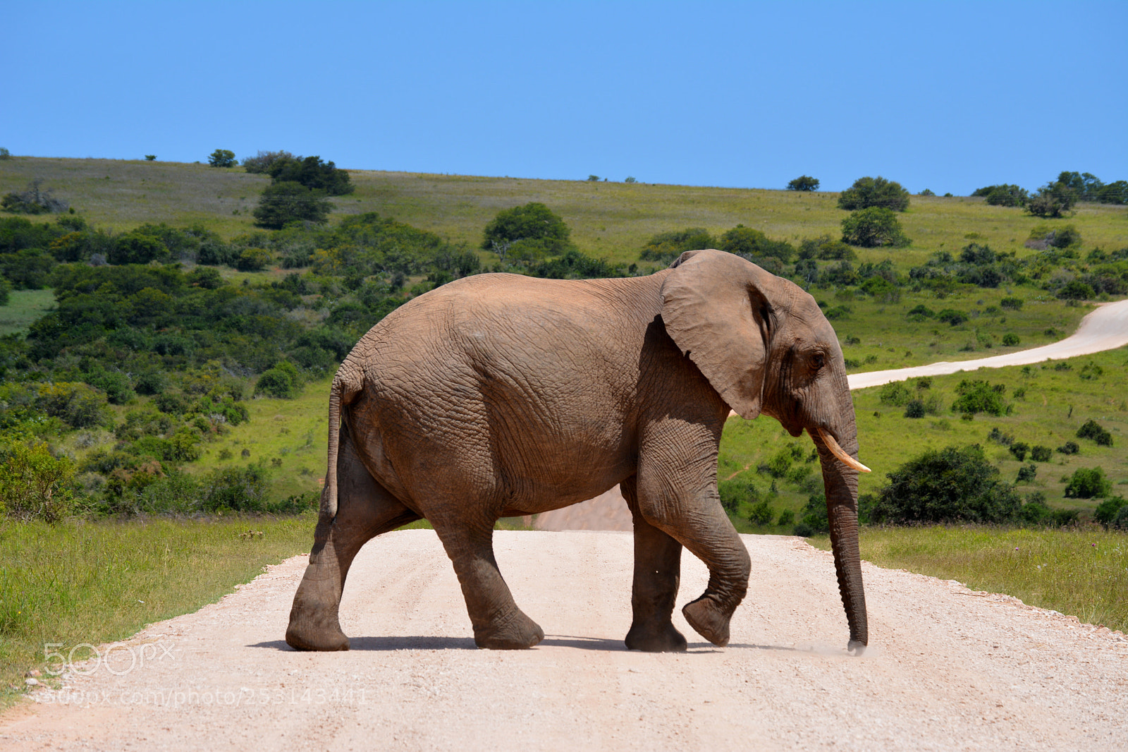Nikon D5200 sample photo. Elephant crossing photography