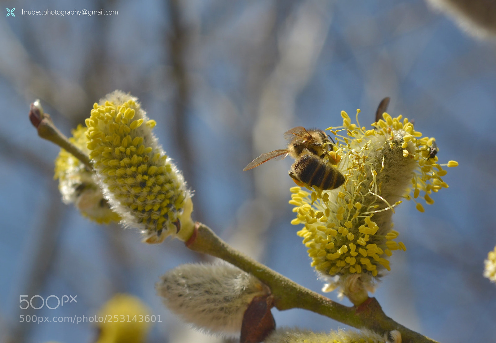 Nikon D5100 sample photo. Untitled photography