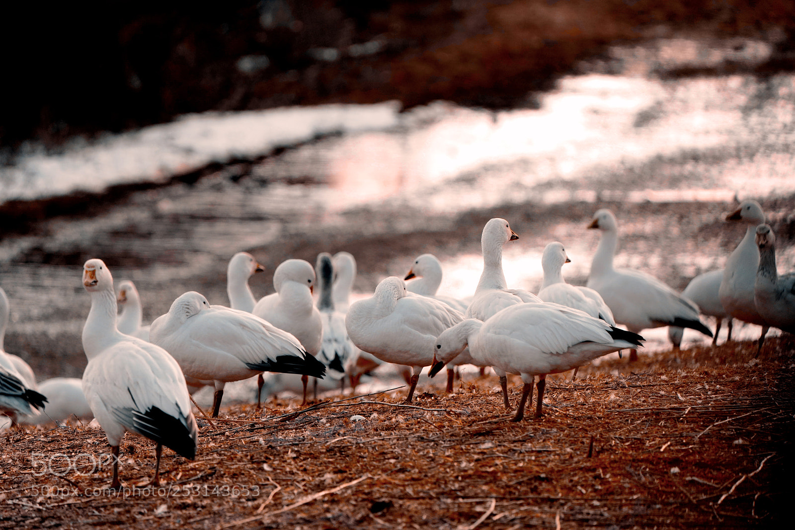 Sony a7R III sample photo. Snow geese photography