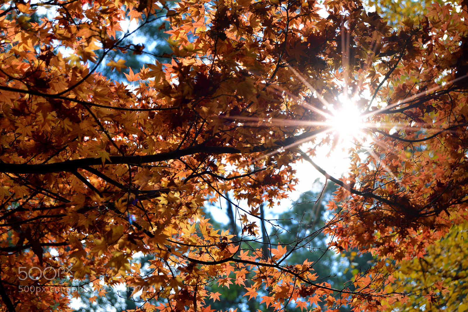 Nikon D5200 sample photo. Autumn in the dandenong photography