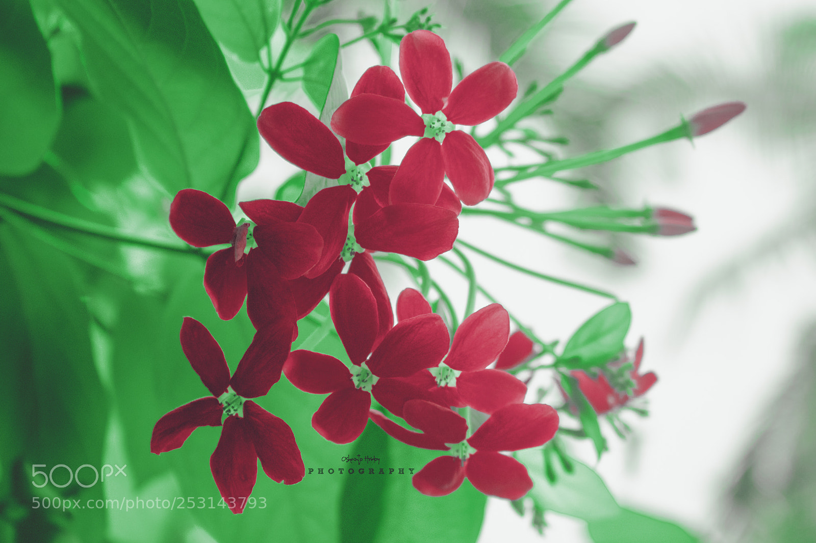 Nikon D5300 sample photo. Flower photography