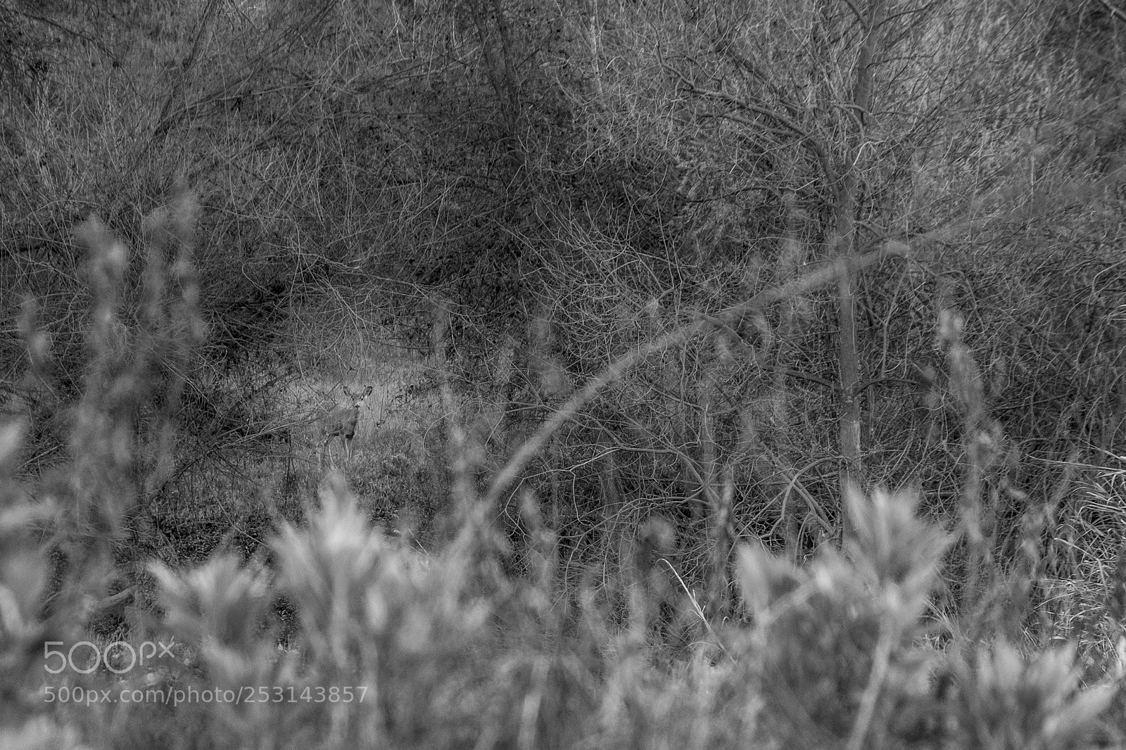 Fujifilm X-E3 sample photo. Deer photography