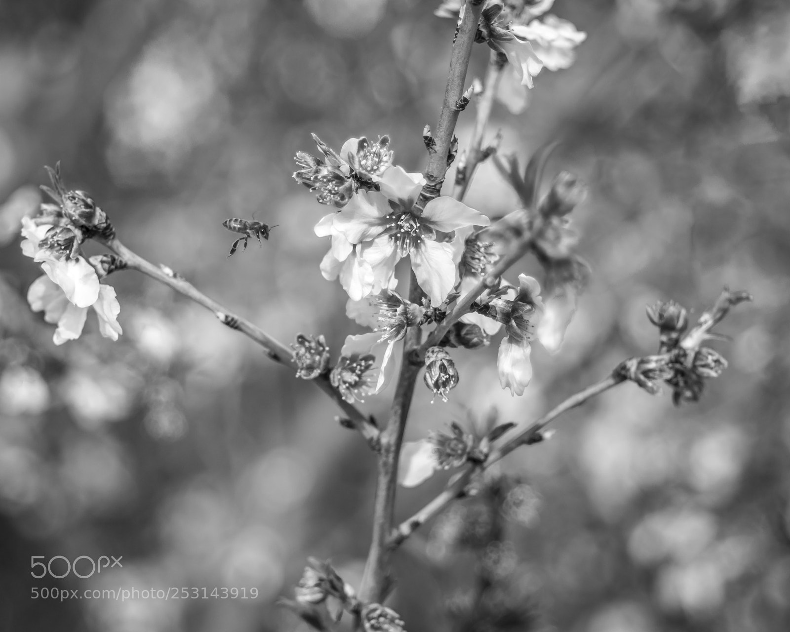 Fujifilm X-E3 sample photo. Bee photography