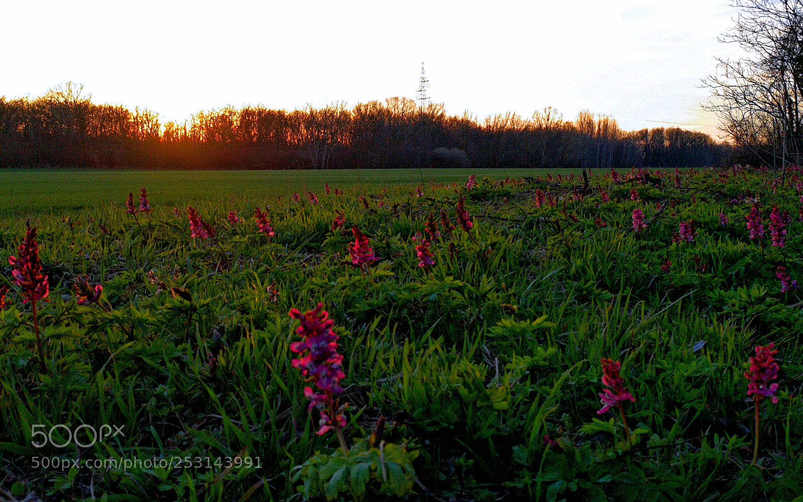 HUAWEI Mate 9 sample photo. Spring meadow by sunset photography