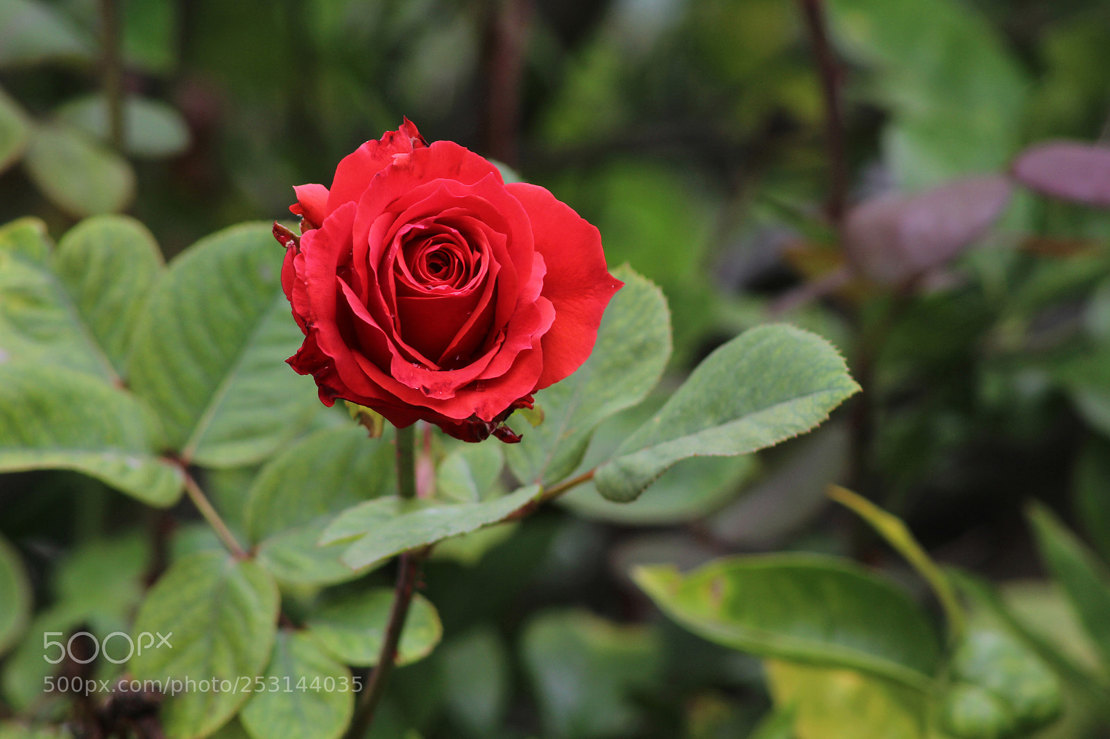 Canon EOS 600D (Rebel EOS T3i / EOS Kiss X5) sample photo. Photography class photography