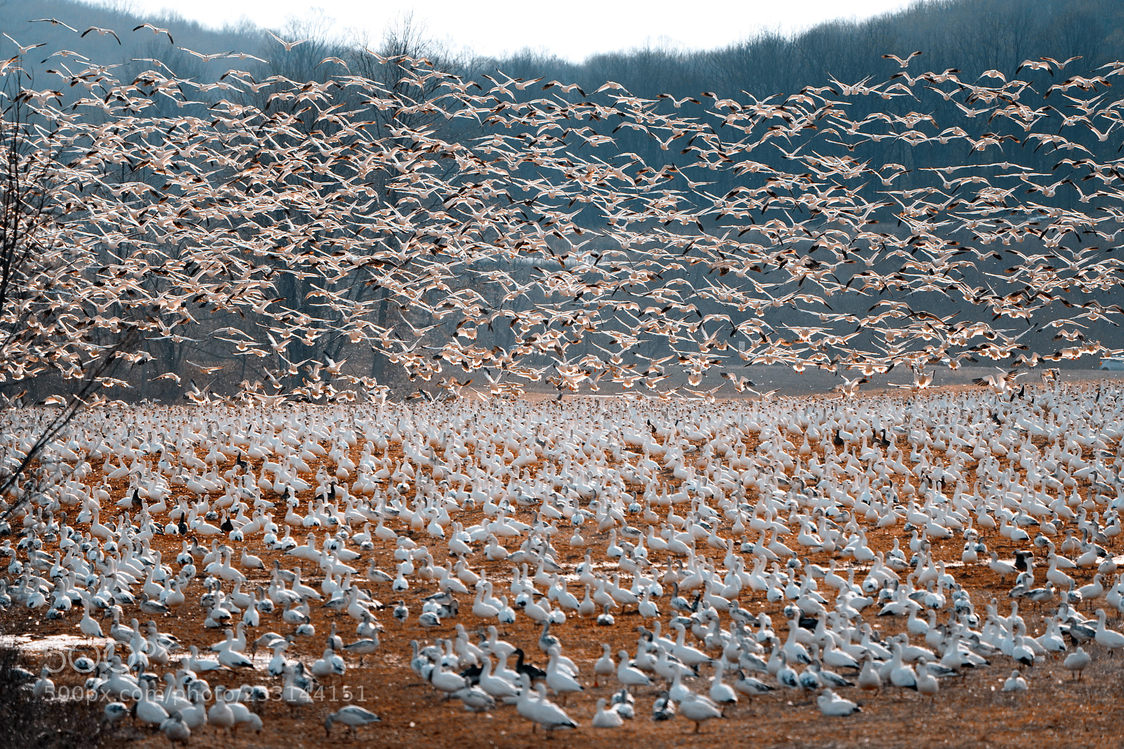 Sony a7R III sample photo. Snow geese migration photography