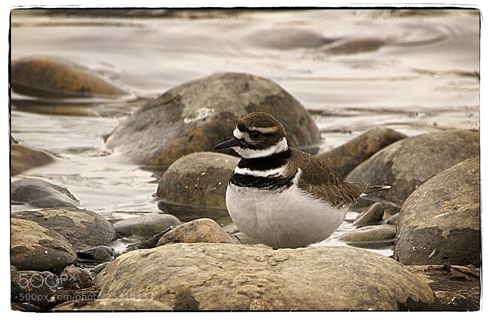 Canon EOS 7D sample photo. Killdeer amongst the rocks. photography