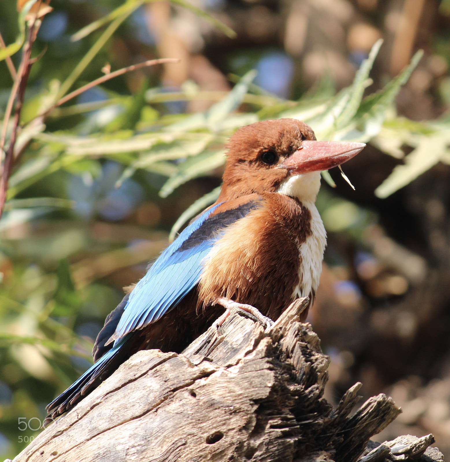 Canon EOS 1200D (EOS Rebel T5 / EOS Kiss X70 / EOS Hi) sample photo. King of fishing (kingfisher) photography