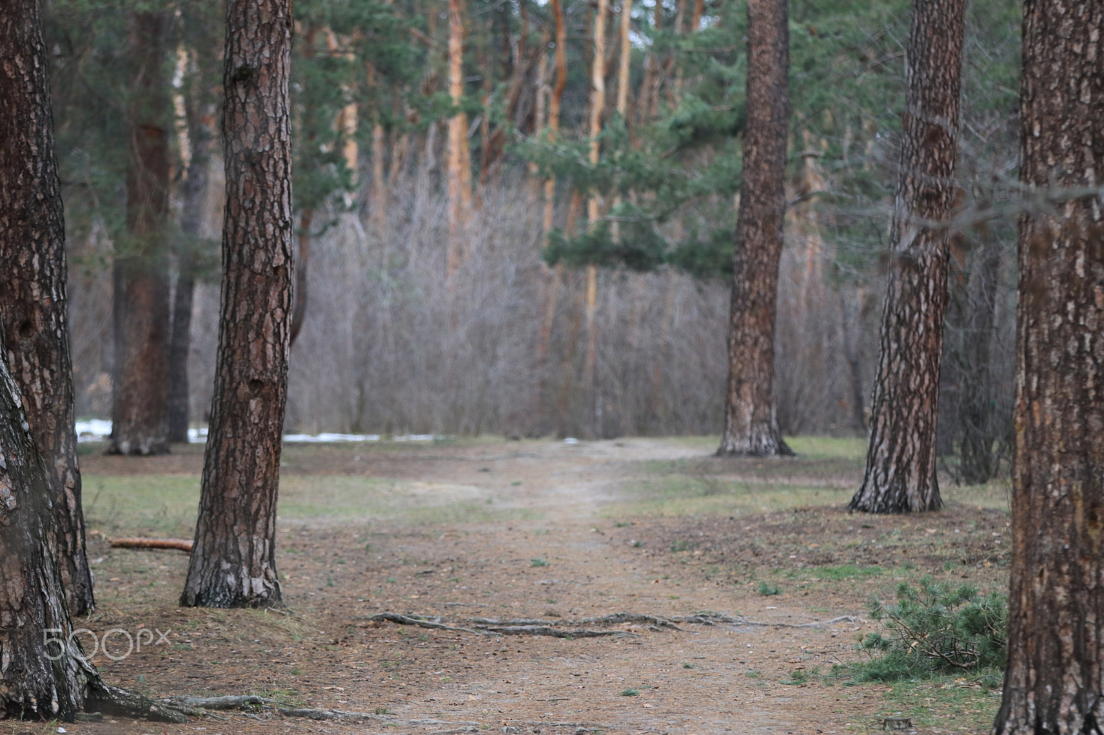 Canon EF 70-200mm F2.8L IS II USM sample photo. Park of partisan glory photography