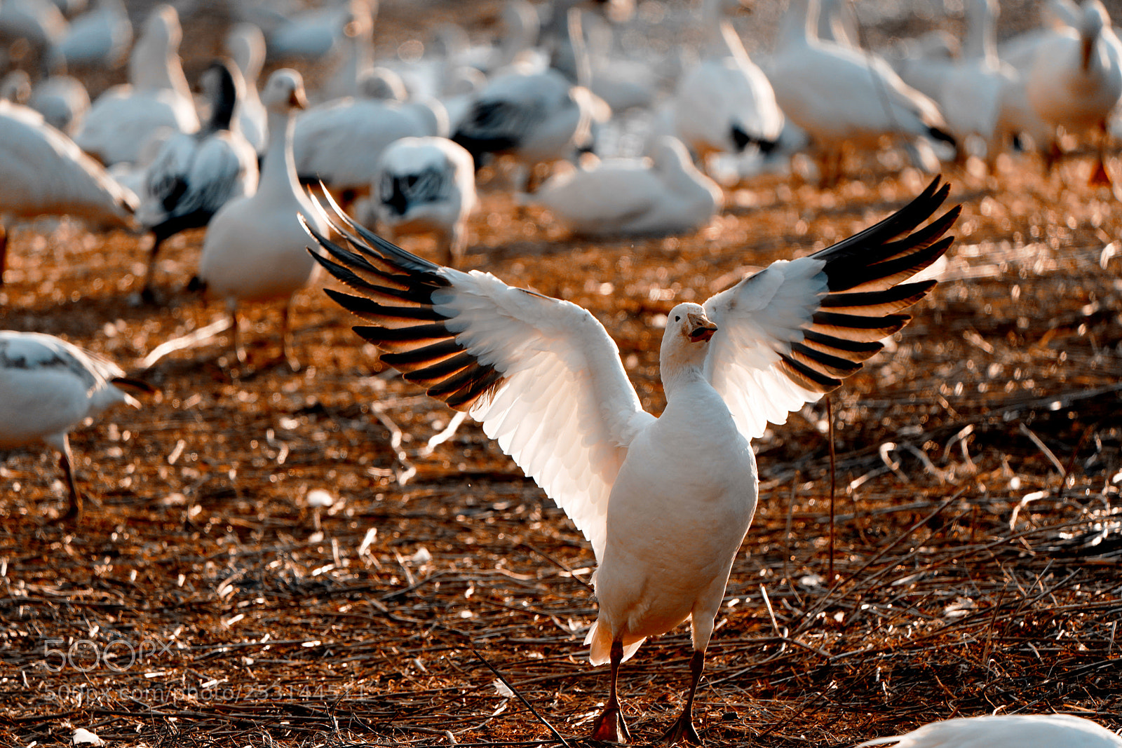 Sony a7R III sample photo. Snow geese photography