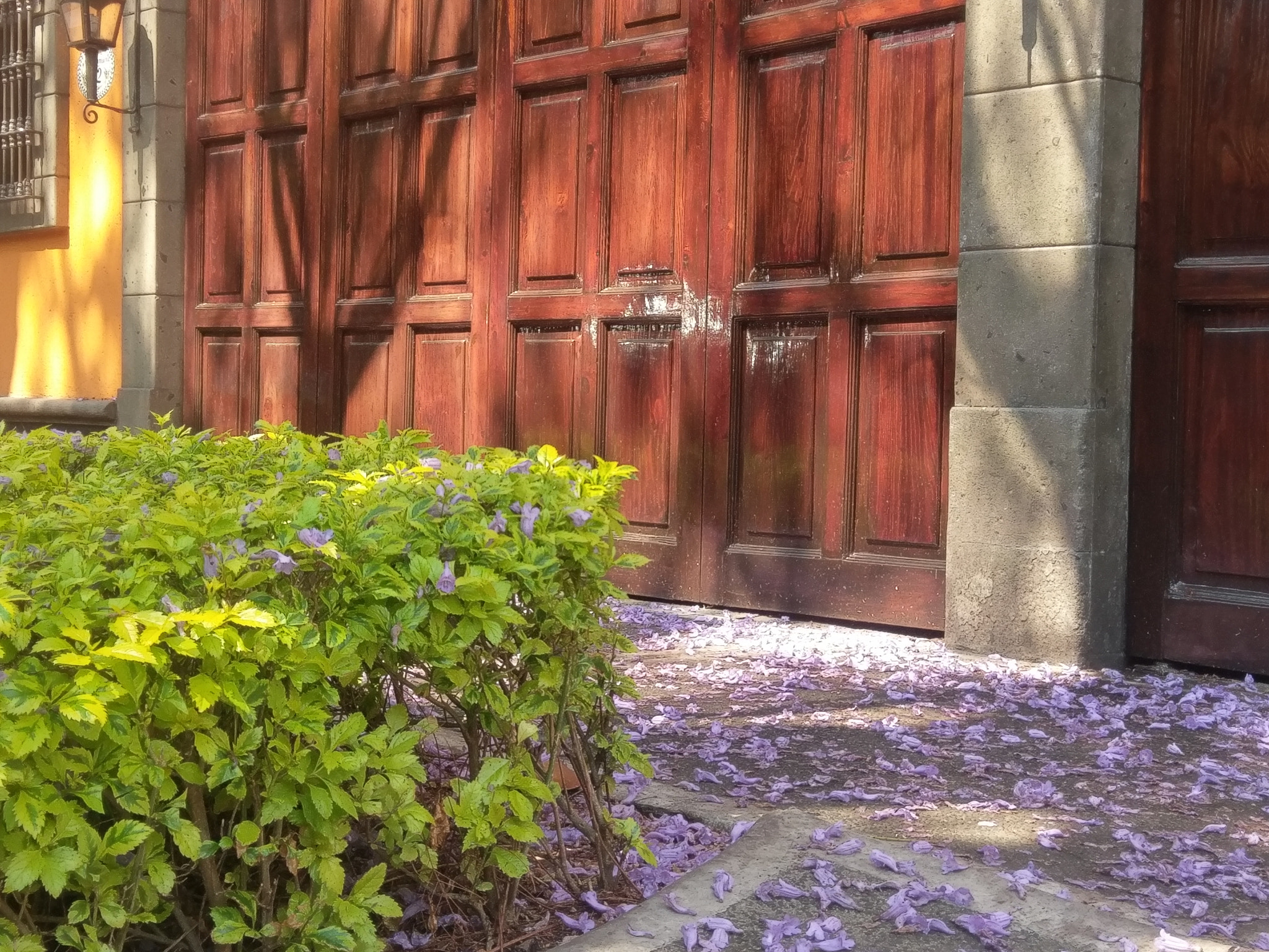 HTC 10 sample photo. Jacaranda carpet photography