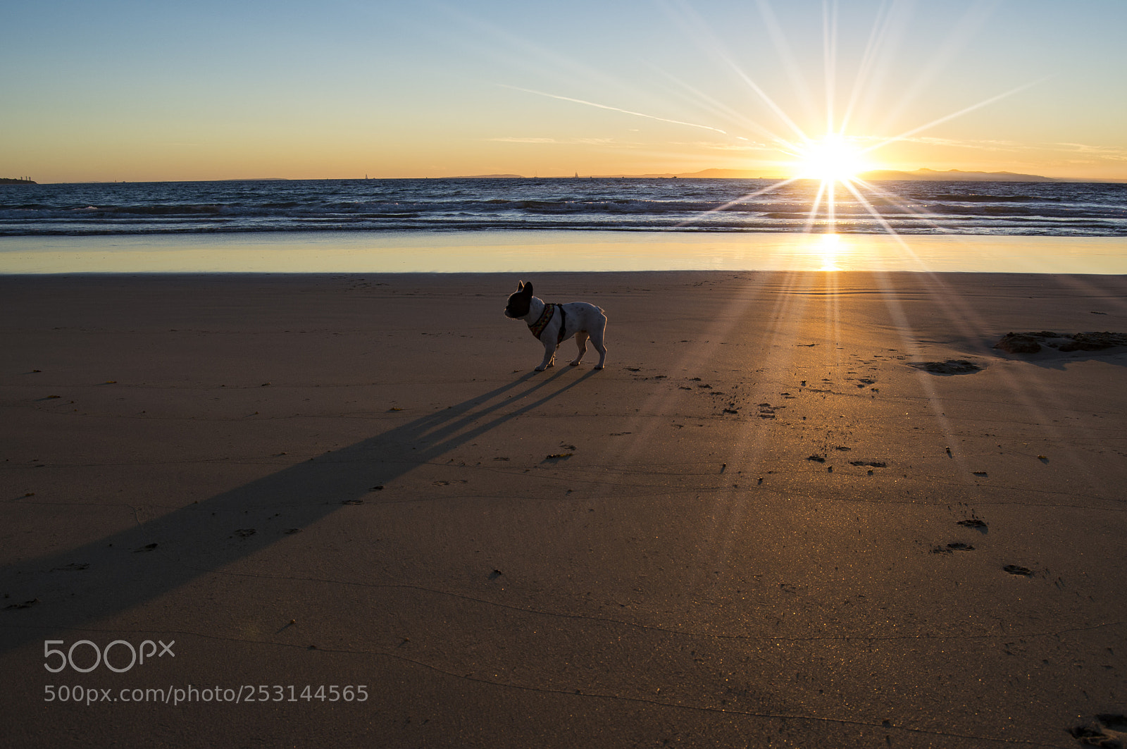 Nikon D5200 sample photo. Frenchie at sunrise photography
