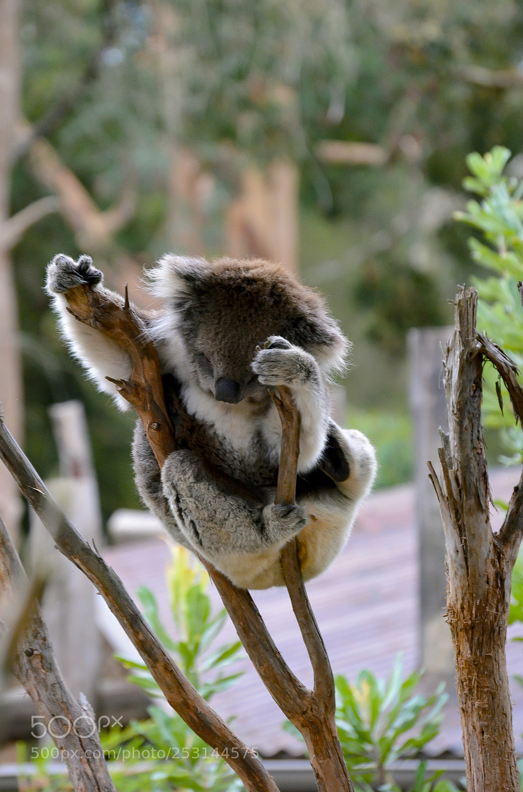 Nikon D5200 sample photo. Koala photography