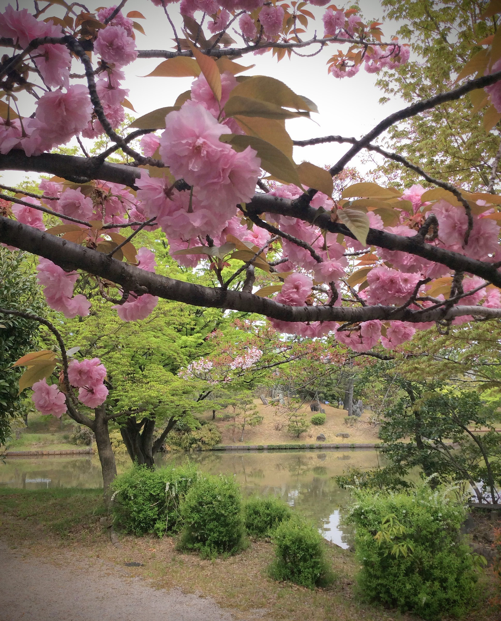 Apple iPad mini 3 sample photo. Cherry blossoms and first green photography