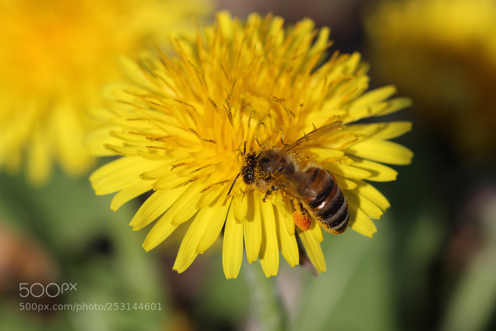 Canon EOS 600D (Rebel EOS T3i / EOS Kiss X5) sample photo. Pollinated legs photography